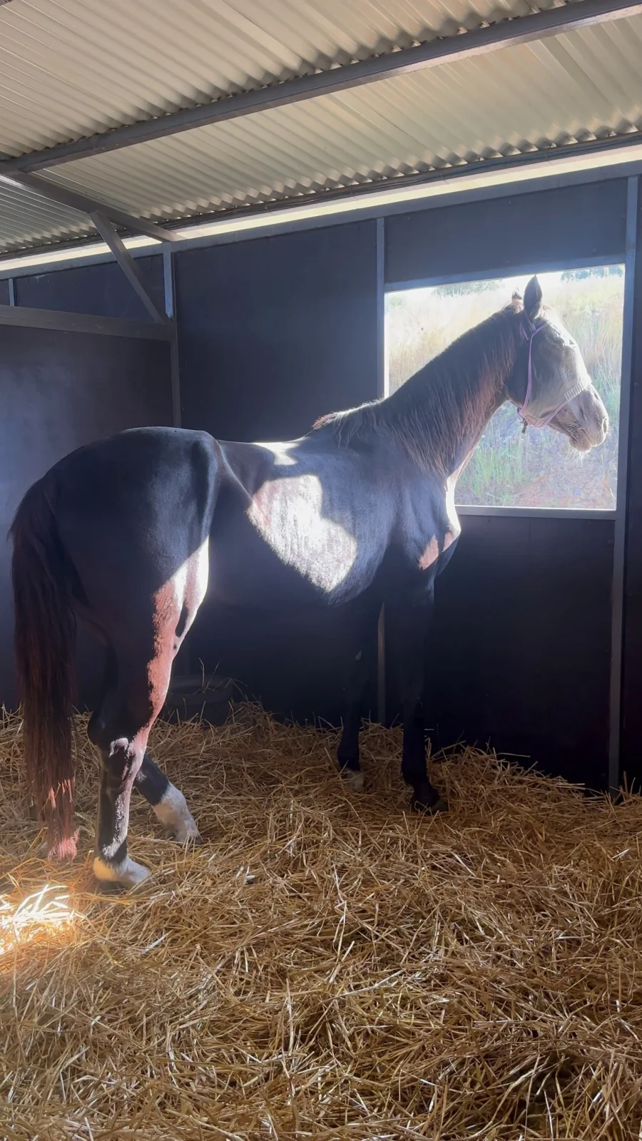 Grey horse standing in a straw-bedded stable